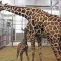 Dallas Zoo’s newborn giraffe named ‘Kopano’