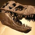 The ‘Hellboy’ Flaunted Exotic Facial horns and Spikes, Reveals the Dinosaur’s Fo