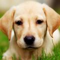 Novel Research Explains Why Domesticated Animals have So Many Similar Traits Novel Research Explains Why Domesticated Animals have So Many Similar Traits
