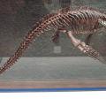 First Plesiosaur ever discovered in Alaska