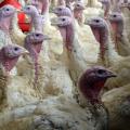 Texas Poultry Stock probably at Increased Risk for Bird Flu
