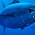 Tourism Operator Investigates Practicality of Tuna Fishing in Outer Hebrides Tourism Operator Investigates Practicality of Tuna Fishing in Outer Hebrides