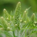 Ragweed’s spread could lead to Severe Allergic Reactions and Asthma Attacks 