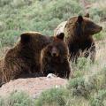 Grizzly Bear Population Improves in Yellowstone Ecosystem Grizzly Bear Population Improves in Yellowstone Ecosystem