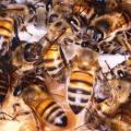 Bee Therapy can help People with Chronic Health Problems Bee Therapy can help People with Chronic Health Problems