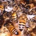 Bee Therapy can help People with Chronic Health Problems