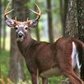 Hunters get ready for Deer Hunting Season