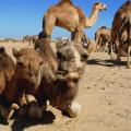 Ice-Age Bones Provide Evidence into Camel’s Evolutionary History