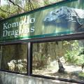 San Antonio Zoo re-opens Komodo Dragon Exhibit