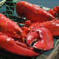 Maine lobster population has not reached legal harvesting size yet Maine lobster population has not reached legal harvesting size yet