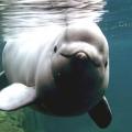 Marine Mammals suffer Irregular Heartbeats while they dive deeper
