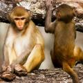 Louisiana Primate Research Facility Worker Likely Exposed to Deadly Bacterium Louisiana Primate Research Facility Worker Likely Exposed to Deadly Bacterium