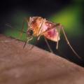 A First this Year: Mosquitoes in Contra Costa County Test Positive for West Nile