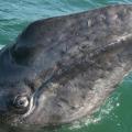 NOAA’s study could allow Makah tribe to hunt limited number of gray whales