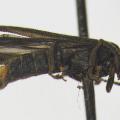 UC Riverside Undergraduate Student discovers New Species of Firefly