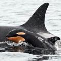 Tofino, B.C. records Fourth Orca Birth this Year