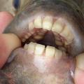 Pacu Fish Found in Michigan Dangerous for Humans in Some Cases Pacu Fish Found in Michigan Dangerous for Humans in Some Cases