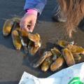 High Toxin Levels cause cancellation of Razor Clam Dig on Washington Beaches