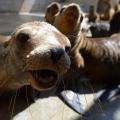 Researchers Unaware About Reason behind Mass Die-Offs of Sea Lion Pups on Califo