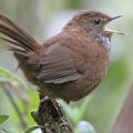 Sichuan bush warbler rediscovered in China