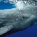 Researchers record Amazing Video of Curious Sperm Whale Circling ROV Hercules