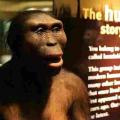 Massive diversity noticed in body size of early humans: Study