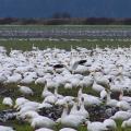 Avian Cholera may be blamed for Death of 2,000 Snow Geese 