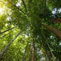 CHECKED-Tropical forests absorb CO2 from air to battle with climate change 
