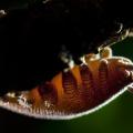 How Velvet Worm Entraps Prey How Velvet Worm Entraps Prey