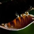 How Velvet Worm Entraps Prey