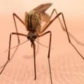 First human West Nile case in Tarrant County confirmed