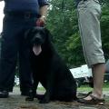 Dogs gather in Yarmouth for annual arson dog certification