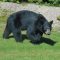 Supporters and opponents of bear-hunting ban spending big amounts on campaigns Supporters and opponents of bear-hunting ban spending big amounts on campaigns