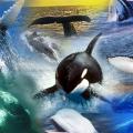 Senate Bill targets Ontario’s Marine Parks, demands Cetaceans Release