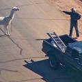 US authorities chase two Llamas on the run in Sun City, Arizona