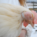 Costco egg supplier mistreats hens: animal welfare group alleges
