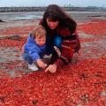 Warm Water might have led to Washing up of Thousands of Tiny Red Crabs 