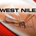 Report confirms Surge in Cases of West Nile Virus among County Birds