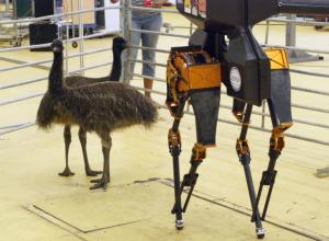 Oregon State University’s Atrias Robot to Be World’s Fastest Bipedal Robot