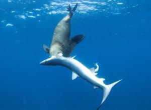 Rare instances of Cape Fur Seals attacking small sharks