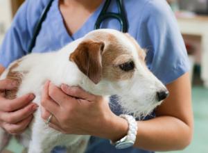Vaccine best Option available to Protect Dogs against Canine Influenza 