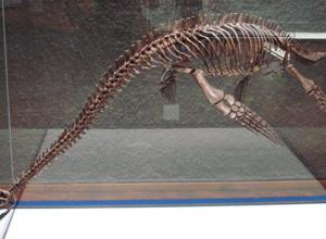 First Plesiosaur ever discovered in Alaska