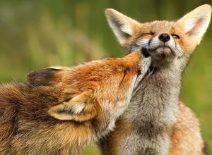 Recovered Catalina Fox Population becoming threat to Residents of Catalina Islan