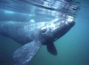 Federal Officials Warn not to Approach closer than 500 Yards of Right Whales