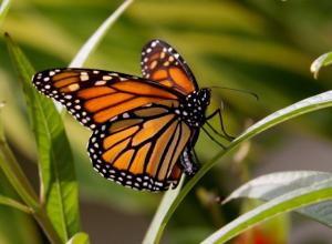 80% decline in Monarch butterflies population in 21 years