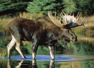 Nebraska residents confirm Moose sightings in North Platte River Valley