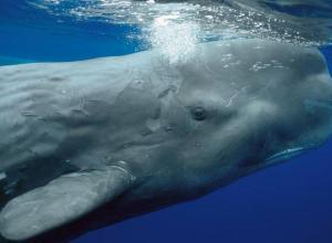 Researchers record Amazing Video of Curious Sperm Whale Circling ROV Hercules