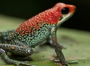 Scientists Identity Venomous Frogs Having Bony Spines on Heads