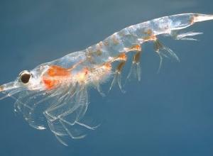 Researchers Discover Two New Species of Shrimp
