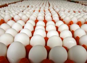 Wholesale Egg Prices increased 120% from May to June across Nation